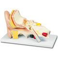 Ohrmodell, 4 Teile – EZ Augmented Anatomy