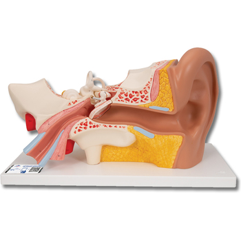 Ohrmodell, 4-teilig – 3B Smart Anatomy