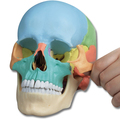 Osteopathie-Schädelmodell, 22-teilig, didaktische Ausführung