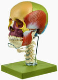 QS 8/318C+M 18teiliges Schädelmodell HWS + Kaumuskulatur + Zungenbein
