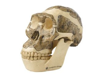S 5 Schädelrekonstruktion von  Australopithecus africanus