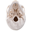 Schädel, 3-teilig magnetisch – 3B Smart Anatomy 