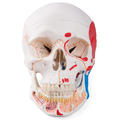 Schädel, geöffneter Unterkiefer, bemalt, 3-teilig – 3B Smart Anatomy 