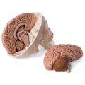Schädel mit Gehirn, 8-teilig – 3B Smart Anatomy