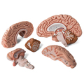 Schädel mit Gehirn, 8-teilig – 3B Smart Anatomy