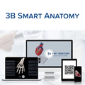 Schädel mit Muskelbemalung, 3-teilig – 3B Smart Anatomy 