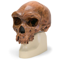 Schädelreplikat Homo rhodesiensis