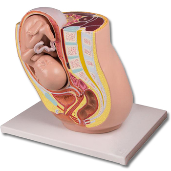 Schwangerschaftsbecken mit Fetus in der 32. Schwangerschaftswoche, 2-teilig