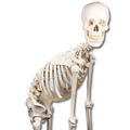 Skelett Hugo m. beweglicher Wirbelsäule