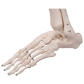 Skelett Luxus-Fred, Rollenstativ – 3B Smart Anatomy