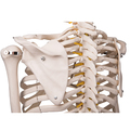 Skelett Luxus-Fred, Rollenstativ – 3B Smart Anatomy