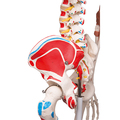 Skelett Luxus-Sam, Rollenstativ – 3B Smart Anatomy