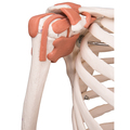 Skelett Luxus-Sam, Rollenstativ – 3B Smart Anatomy