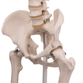 Skelett Stan, Rollenstativ – 3B Smart Anatomy