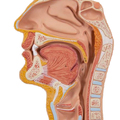 Verdauungsapparat, 3-teilig – 3B Smart Anatomy