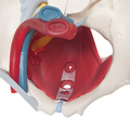 Weibliches Becken mit  Organen, 6-teilig – 3B Smart Anatomy