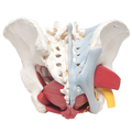 Weibliches Becken mit  Organen, 6-teilig – 3B Smart Anatomy