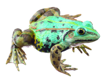 ZoS 1021/5 Kleiner Teichfrosch, Weibchen, bläuliche Variante