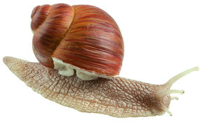 ZoS 1207 Weinbergschnecke