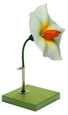 BoS 15/9 Kartoffelblüte
