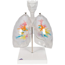 CT-Bronchialbaum mit Kehlkopf und Lungenflügeln – 3B Smart Anatomy