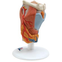 Kehlkopf, 2-teilig – 3B Smart Anatomy