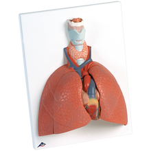 Lungenmodell mit Kehlkopf, 5-teilig – 3B Smart Anatomy