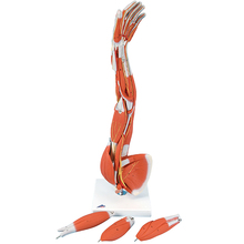 Muskelarm, freistehend, 6-teilig – 3B Smart Anatomy