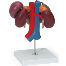 Nieren mit hinteren Oberbauchorganen, 3-teilig – 3B Smart Anatomy