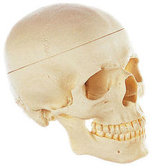 QS 7/E Künstlicher Homo-Schädel