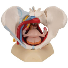 Weibliches Becken mit Organen, 6-teilig – 3B Smart Anatomy