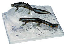 ZoS 1006 Kammmolch, Männchen und Weibchen in Wassertracht