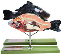 ZoS 105 Anatomie eines Knochenfisches